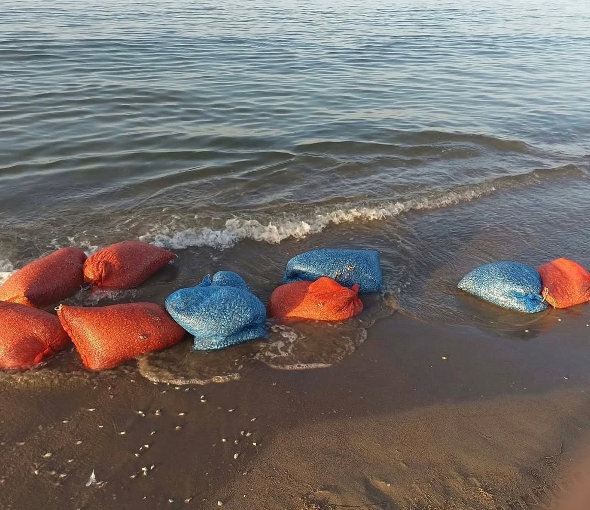 Mudanya'da denetimde 900 kilogram yasa dışı kum şırlanı ele geçirildi