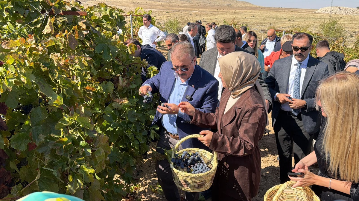 Mustafa Destici, Eskişehir Günyüzü'de üzüm hasadı yapıp bağcılık geleneğini sürdürdü