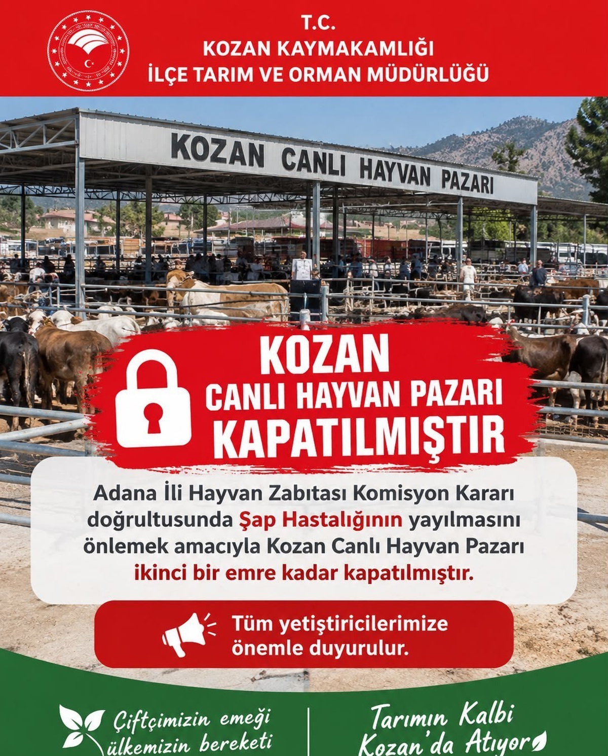 Adana Kozan'da Canlı Hayvan Pazarı'nda şap nedeniyle alım satım durduruldu