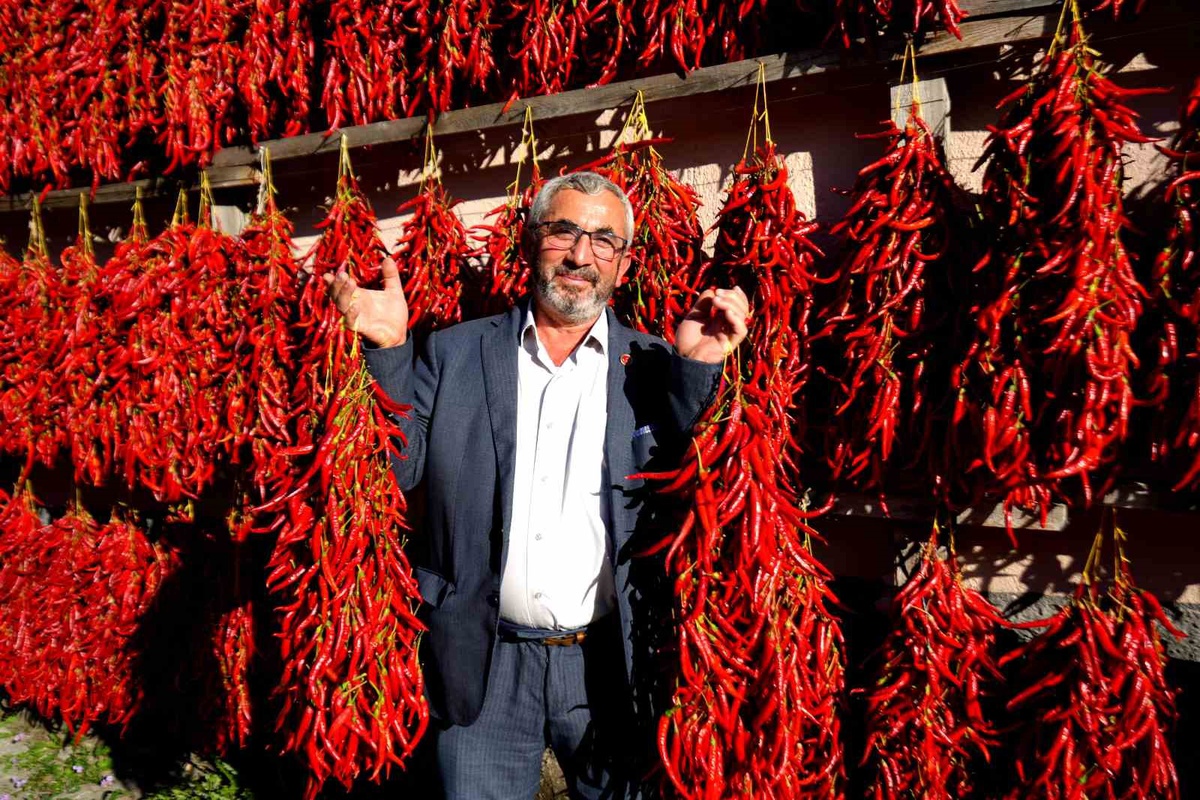 Bilecik Çukurören'de coğrafi işaretli kırmızıbiber duvarlarda kurutuluyor