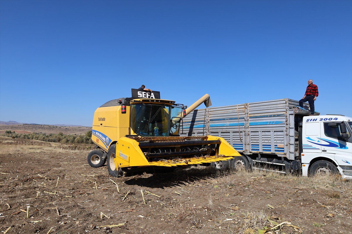Çankırı Orta'da 150 hektarda çerezlik ayçiçeği hasadı başladı, 80 ton bekleniyor