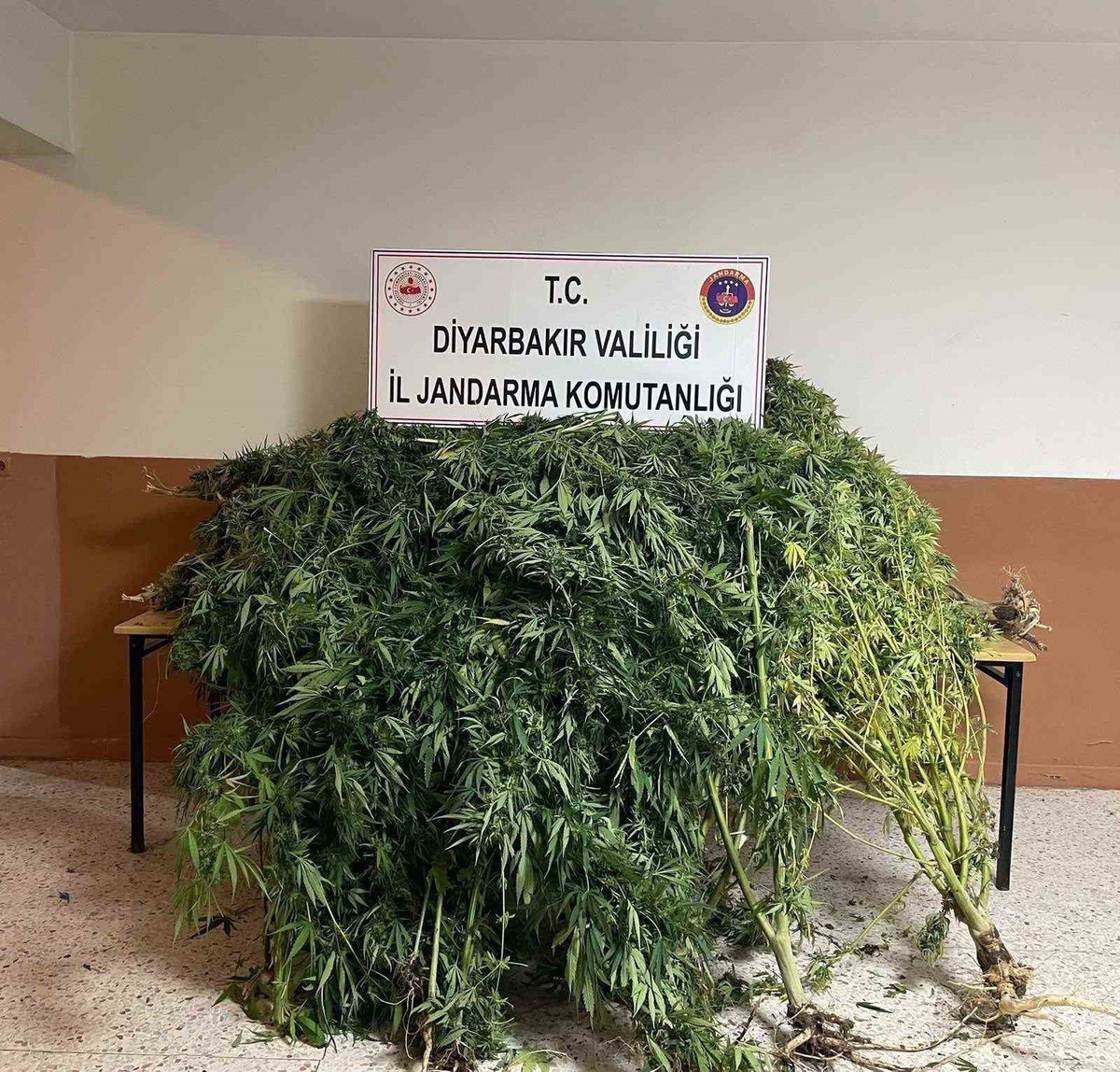 Diyarbakır'da jandarma operasyonunda 57 bin 702 kök kenevir ele geçirildi