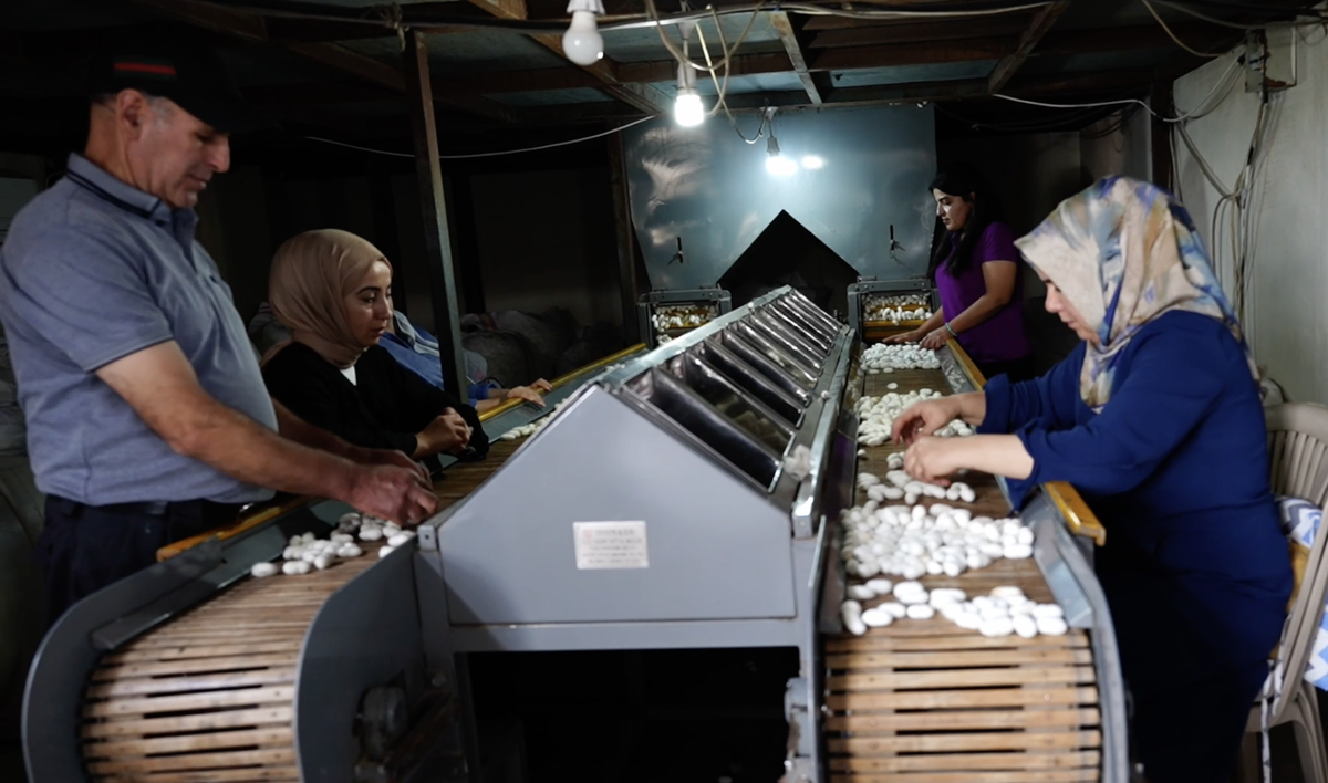 Diyarbakır Kulp'taki ipek fabrikası bin çiftçiye gelir, 35 kişiye istihdam sağlıyor
