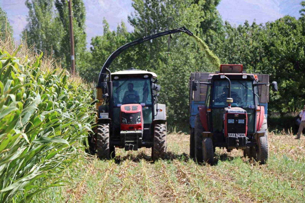 Erzincan'da silajlık mısır hasadı, yağışların katkısıyla üreticinin yüzünü güldürdü