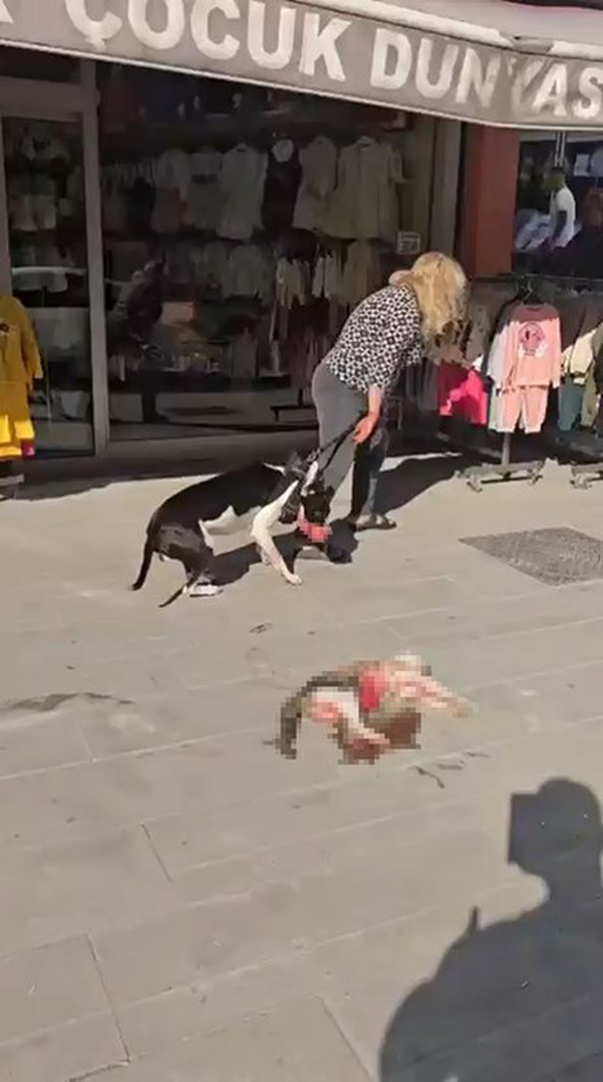 Esenyurt'ta ağızlıksız pitbull sokak kedisini öldürdü, vatandaşlar tepki gösterdi