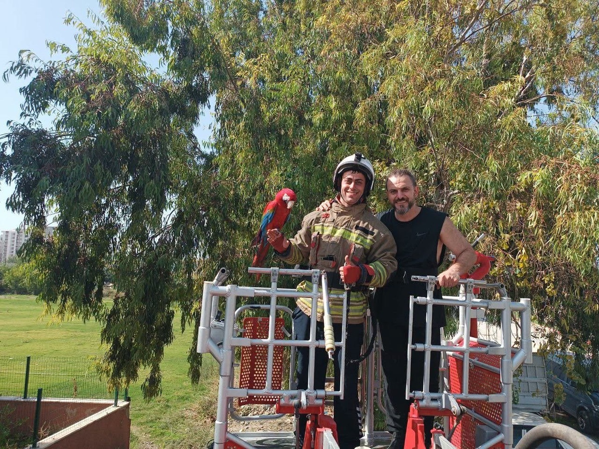 İskenderun'da kafesten kaçan papağanı ağaçta mahsur kalınca itfaiye kurtardı