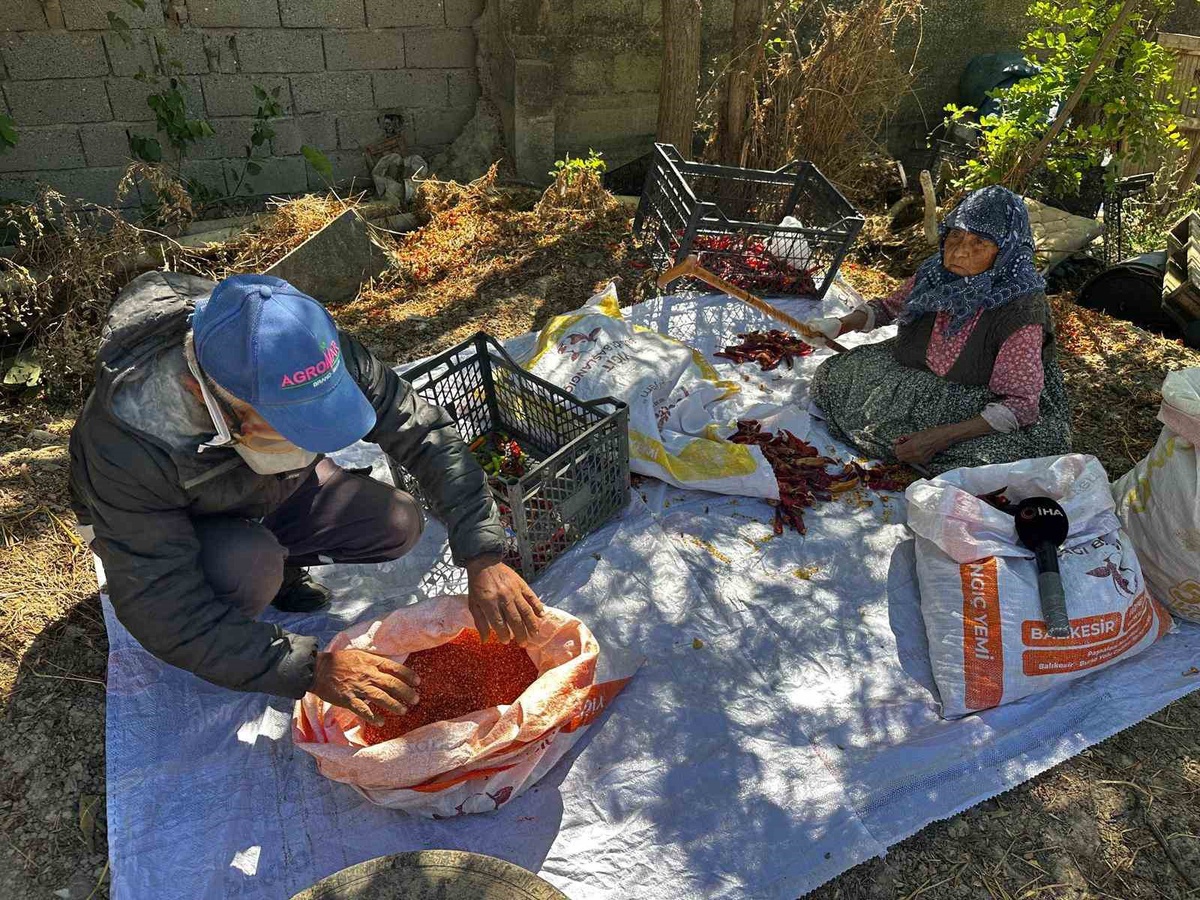Karacabey'de 90 yaşındaki anne, oğlunun acı biberlerini akşama kadar temizliyor