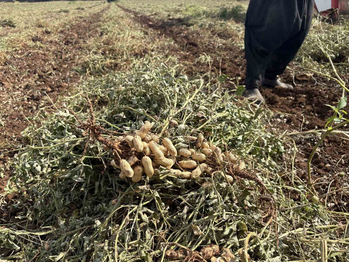 Osmaniye'de yer fıstığı hasadında dönüm başına 400-450 kilo verim çiftçiyi sevindirdi