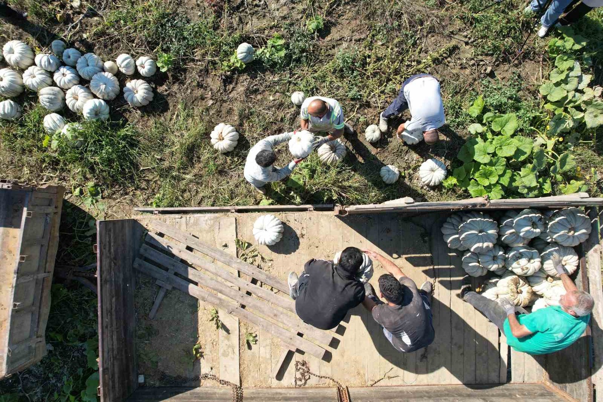 Sakarya'da tescilli bal kabağının hasadı başladı, tarlada 10-15 liradan satılıyor
