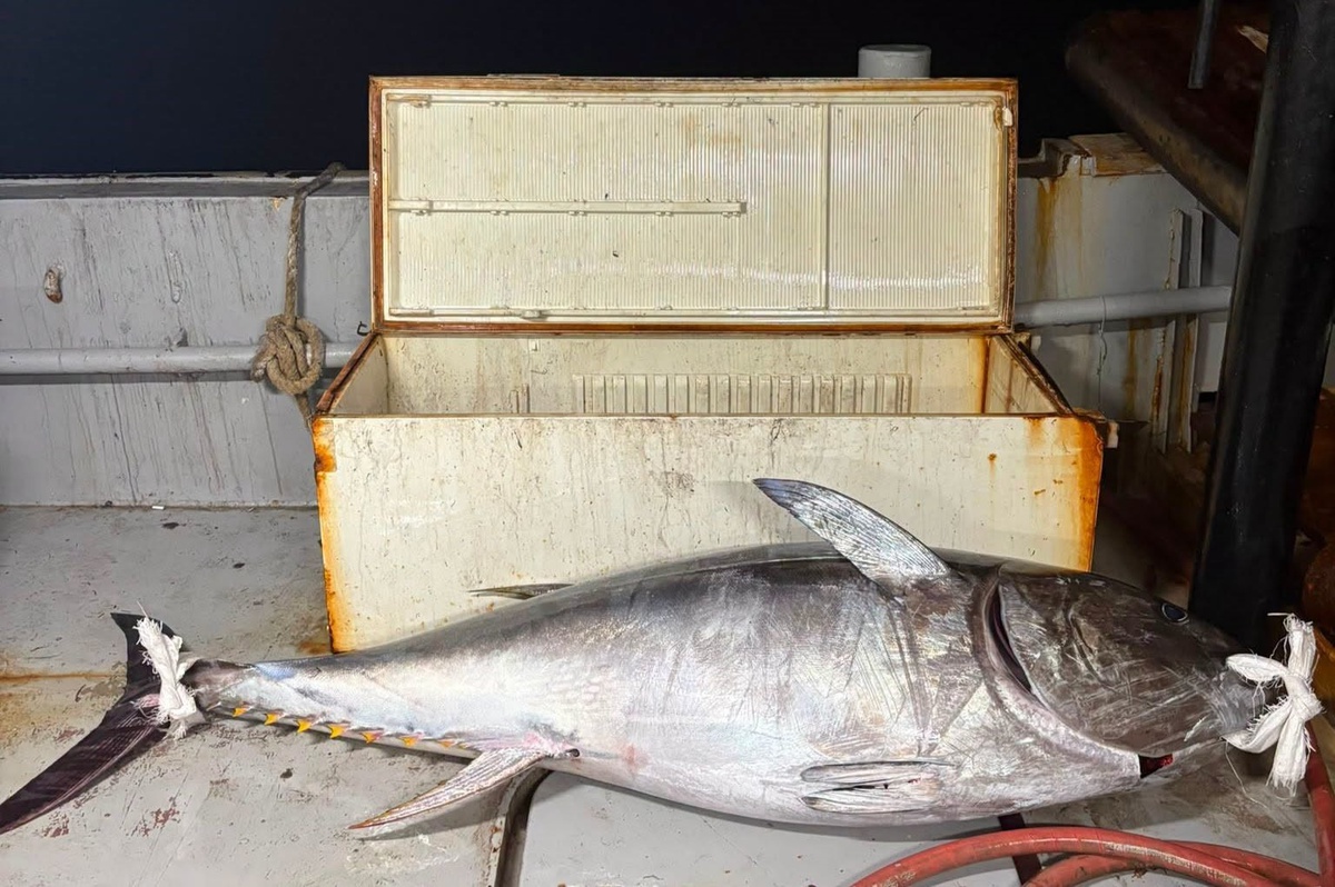 Saros Körfezi'nde oltaya takılan 175 kiloluk orkinos tekneye çıkarıldı