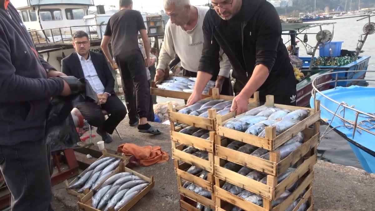 Şile'de palamut bolluğu yaşanıyor, kasası 600 liradan alıcı buluyor