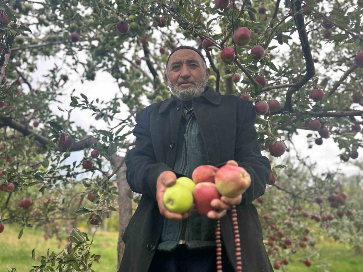 Van Edremit'te 75 yaşındaki Hasan Yurtbay, tek ağaçta iki renkte elma yetiştirdi