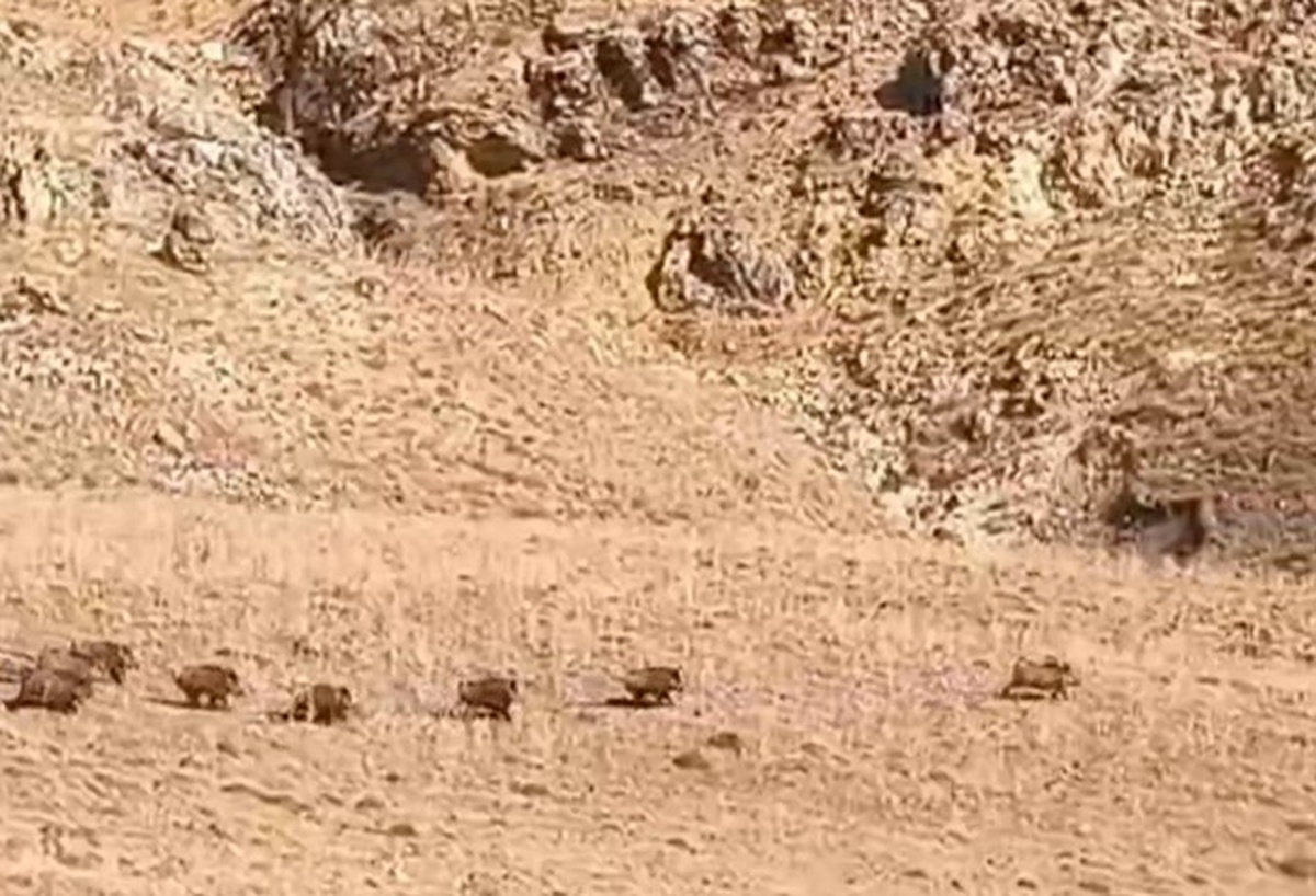 Van Özalp'te yaban domuzu sürüsü, koyun otlatan vatandaşların karşısına çıktı