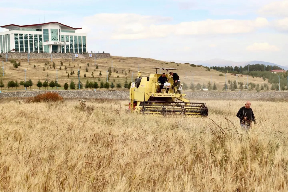 Ardahan Üniversitesi'nde kavılca hasadı tamamlandı, ata tohumu yaşatılıyor