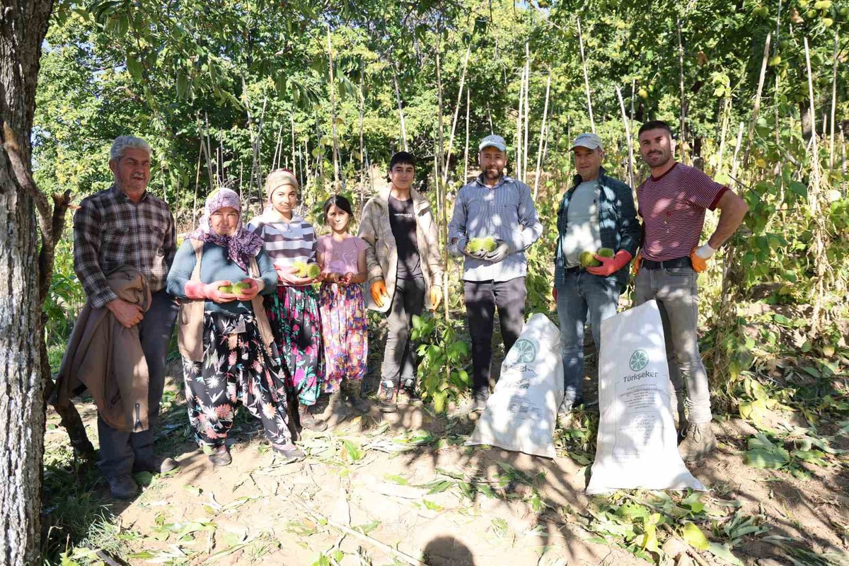 Aydın'da kestane hasadı başladı, dolunun rekolteyi olumsuz etkilediği belirtildi