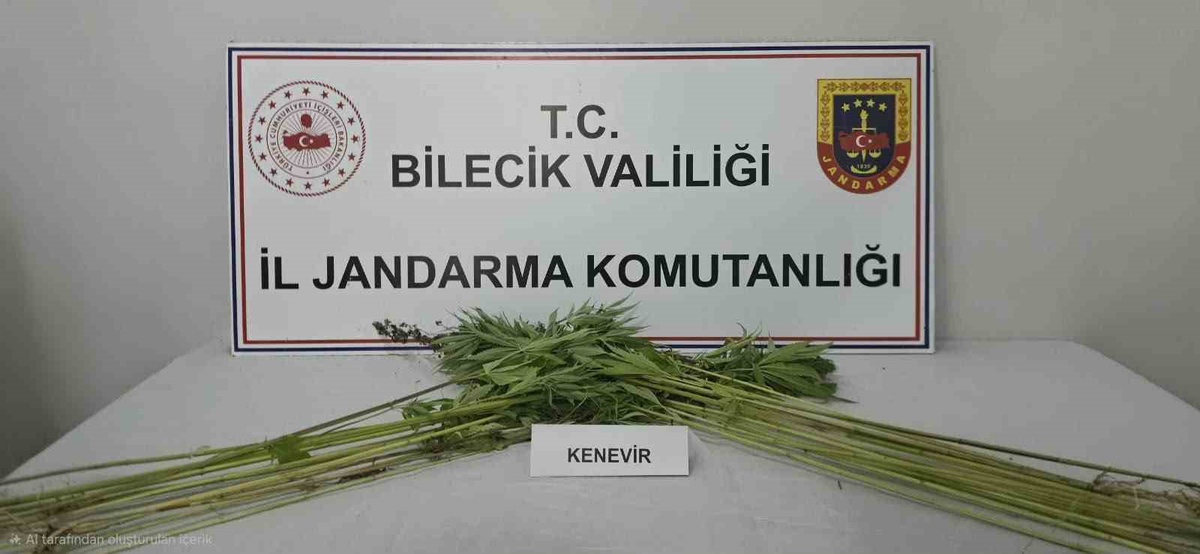 Bilecik Pazaryeri'nde bir tarlada ekili kenevir ele geçirildi, adli işlem başlatıldı