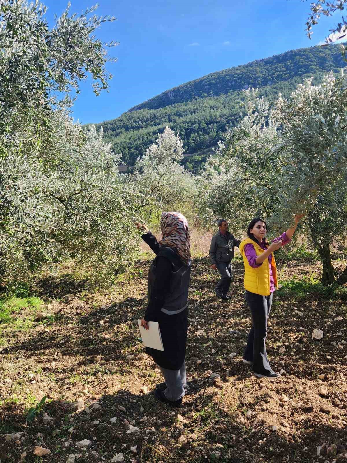 Bilecik'te 2026 zeytin rekoltesi için Rekolte Tespit Komisyonu saha incelemesi yaptı