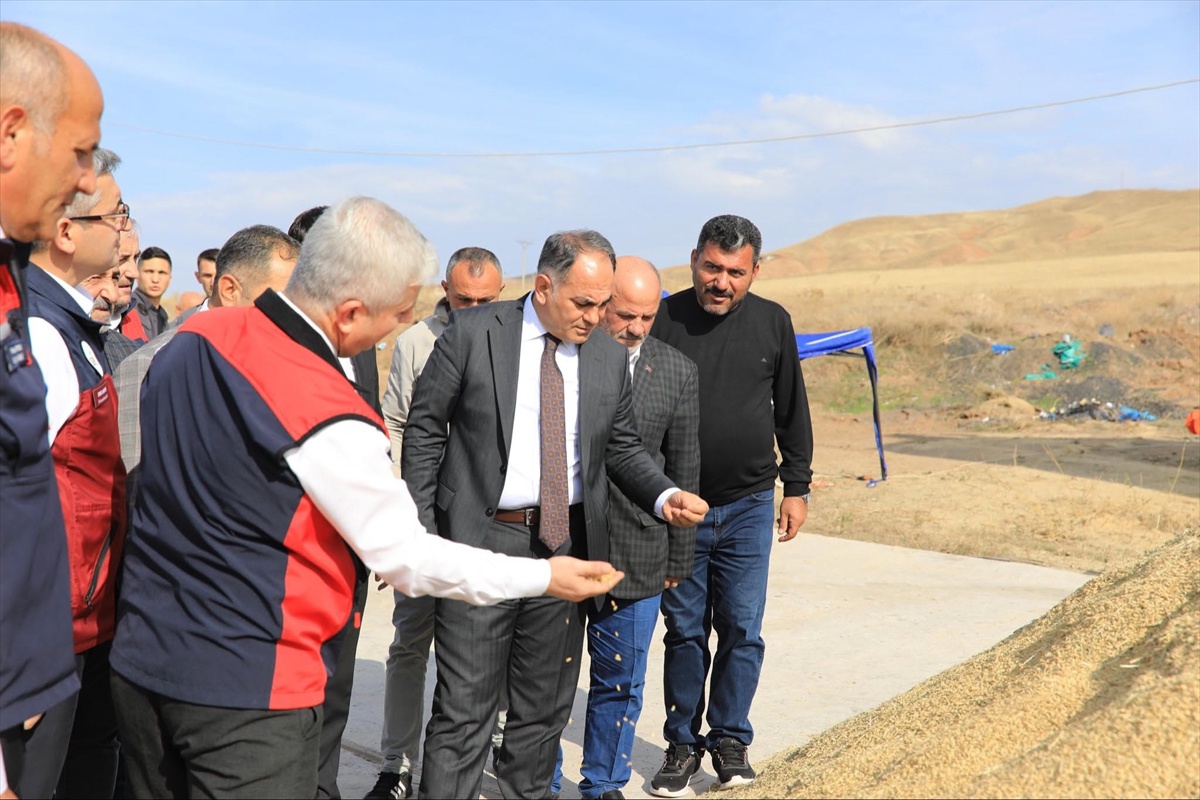 Çankırı Kızılırmak'ta çeltik hasadı başladı, 35 bin ton rekolte öngörülüyor