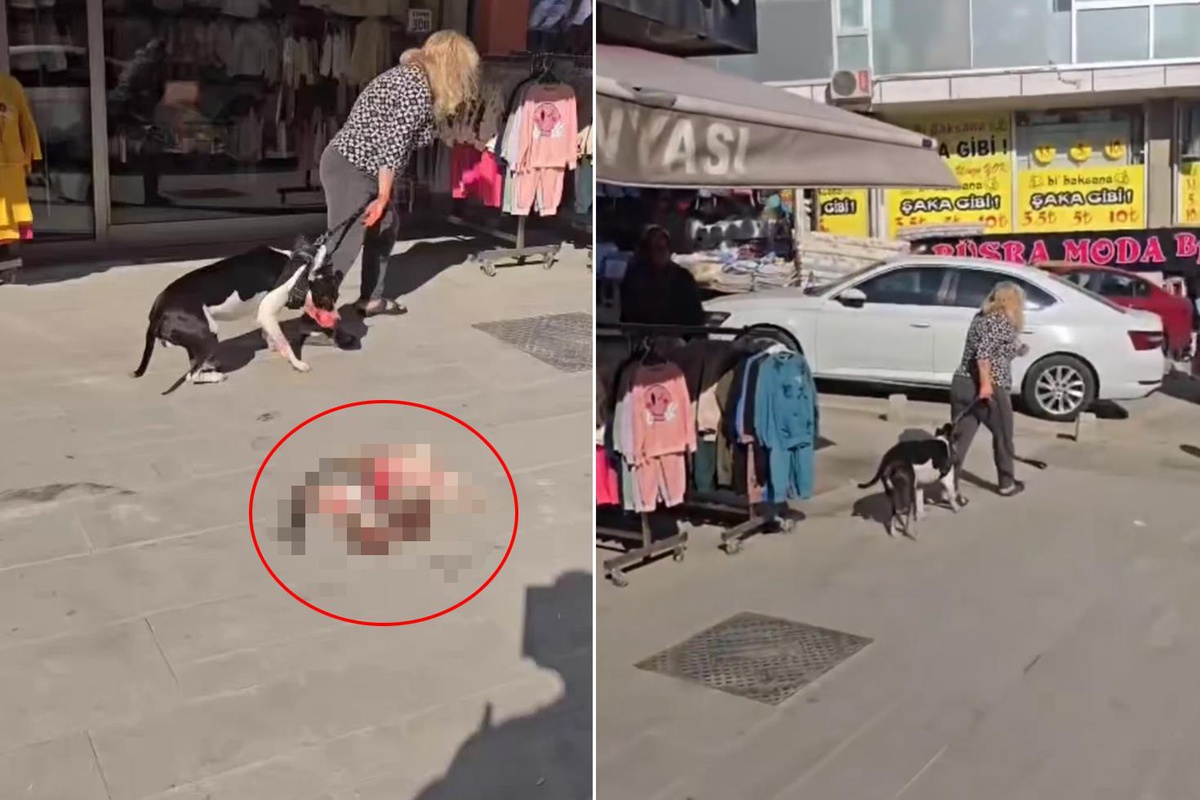 Kediyi parçalayan köpeğin sahibine ağır fatura