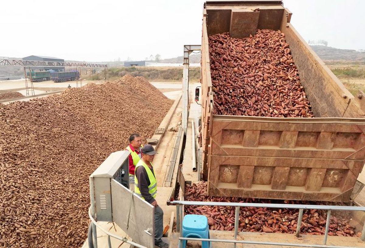 Hebei'deki Lulong ilçesi tatlı patates ekim alanını 8.000 hektarın üzerine çıkardı