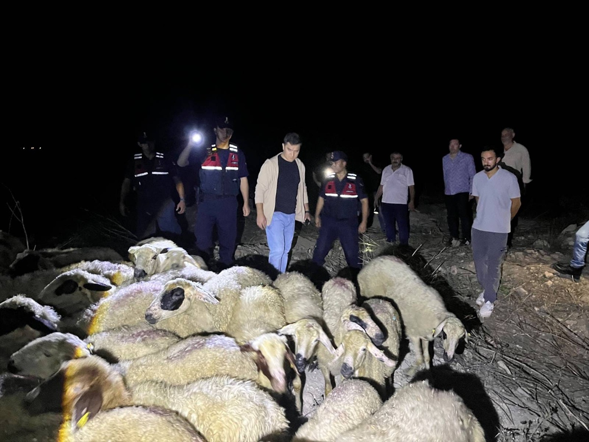 Kozan'da kaybolan 45 koyun, jandarmanın dronlu aramasıyla 5 saatte bulundu