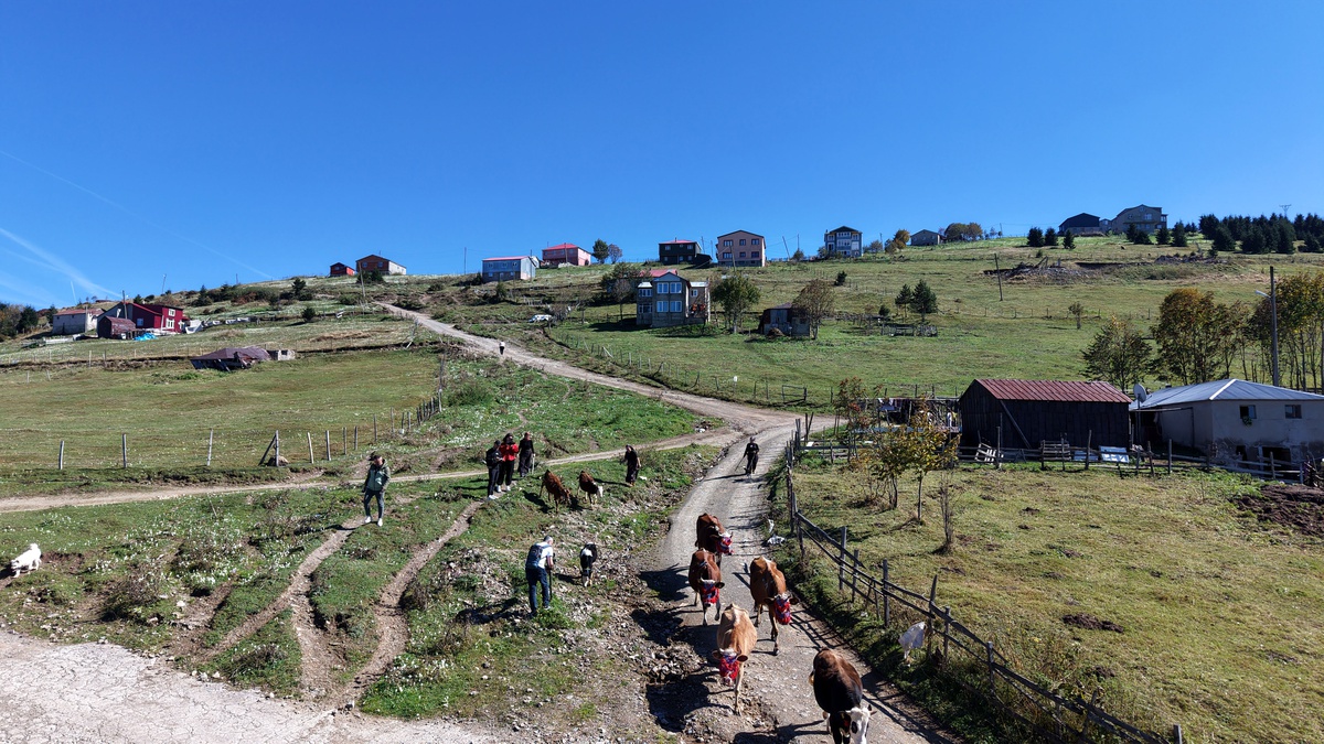 Trabzon Akçaabat'ta yaylacılar süsledikleri hayvanlarla Kayabaşı Yaylası'ndan döndü
