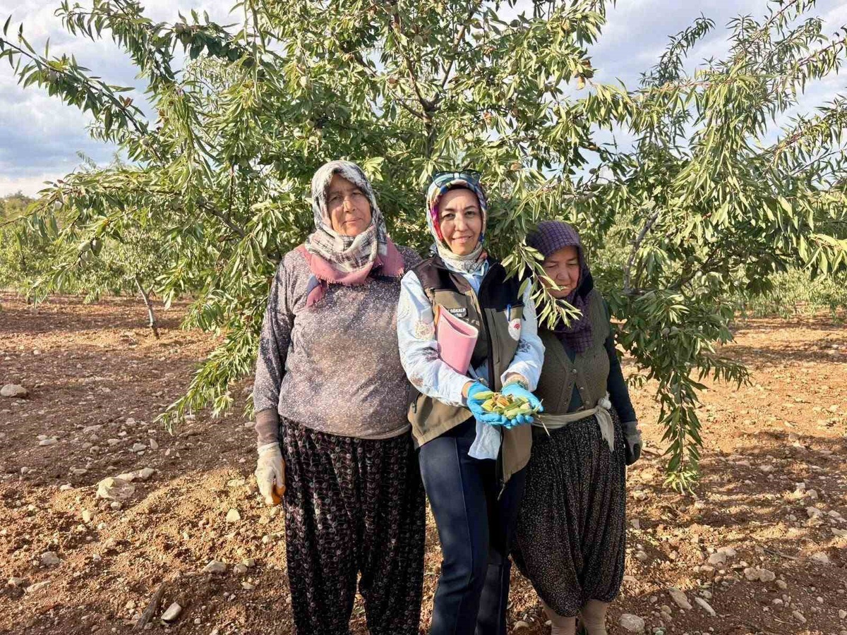 Afyonkarahisar'da meyve bahçelerinde Xylella fastidiosa için saha kontrolü yapıldı