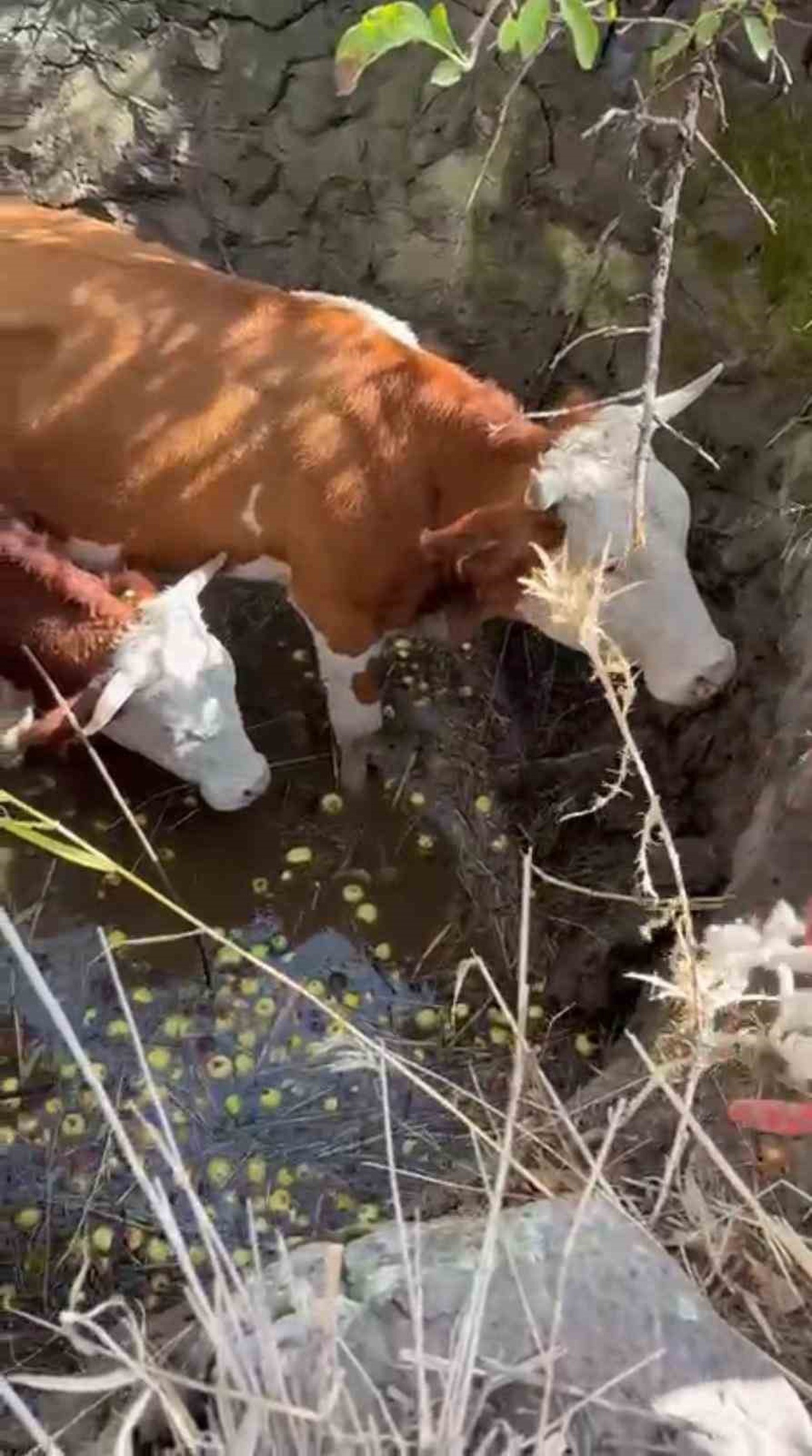Bingöl Gültepesi köyünde çukura düşen 2 inek itfaiye ve AFAD ekiplerince kurtarıldı