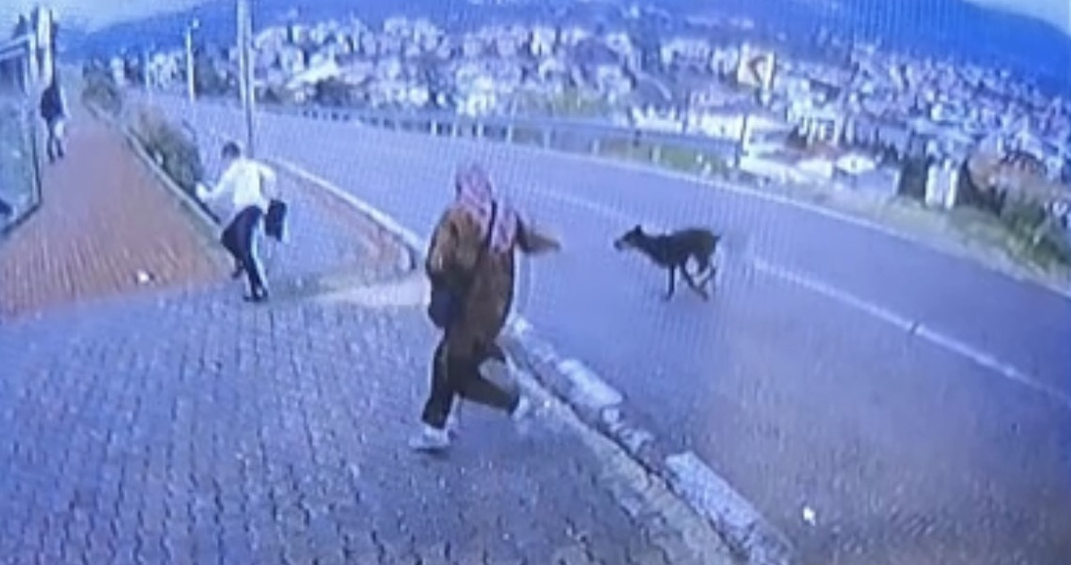 Bursa'da durakta köpek dehşeti! Kaçmak için yüksekten atlayan 11 yaşındaki çocuğun bacağı kırıldı
