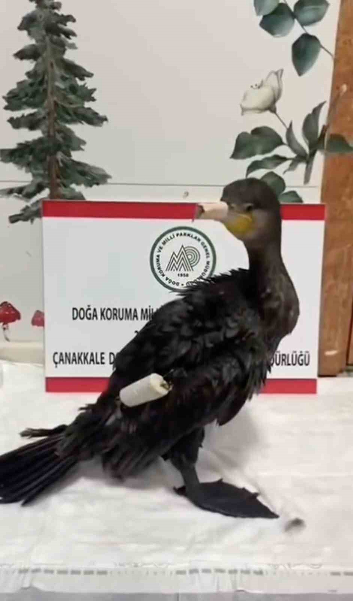 Çanakkale'de kanadına olta misinası dolanan karabatak tedavi edilip doğaya salındı