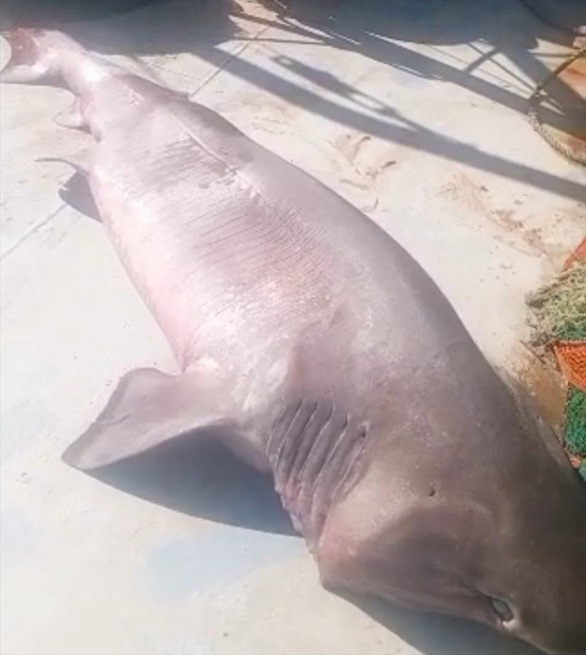 Edirne Enez'de balıkçıların ağına 350 kilogramlık boz camgöz takıldı