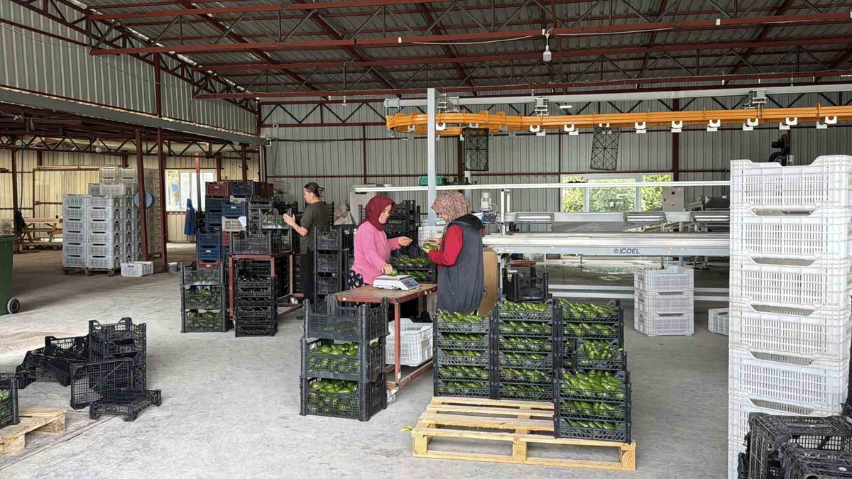 Gazipaşa'dan Gürcistan'a 20 tonu aşan ilk büyük avokado sevkiyatı yapıldı