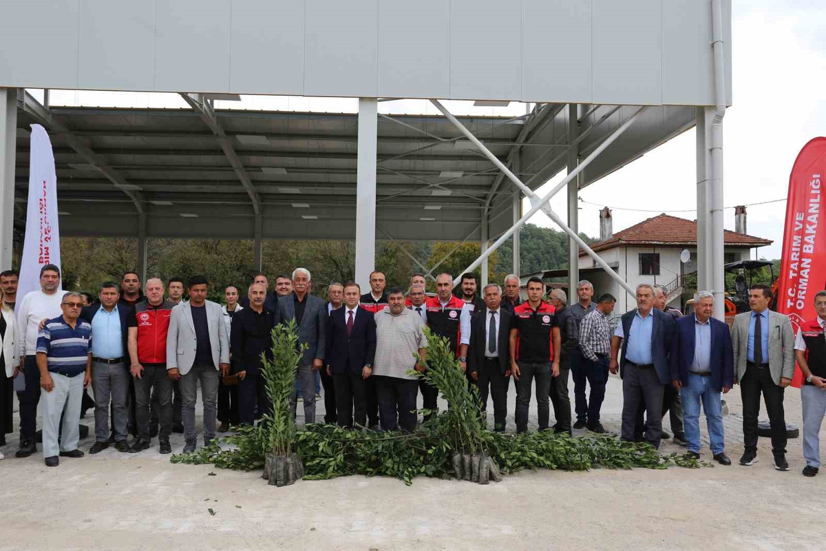 Muğla'da üreticilere yüzde 75 hibeli 36 bin 601 defne fidanı dağıtılacak