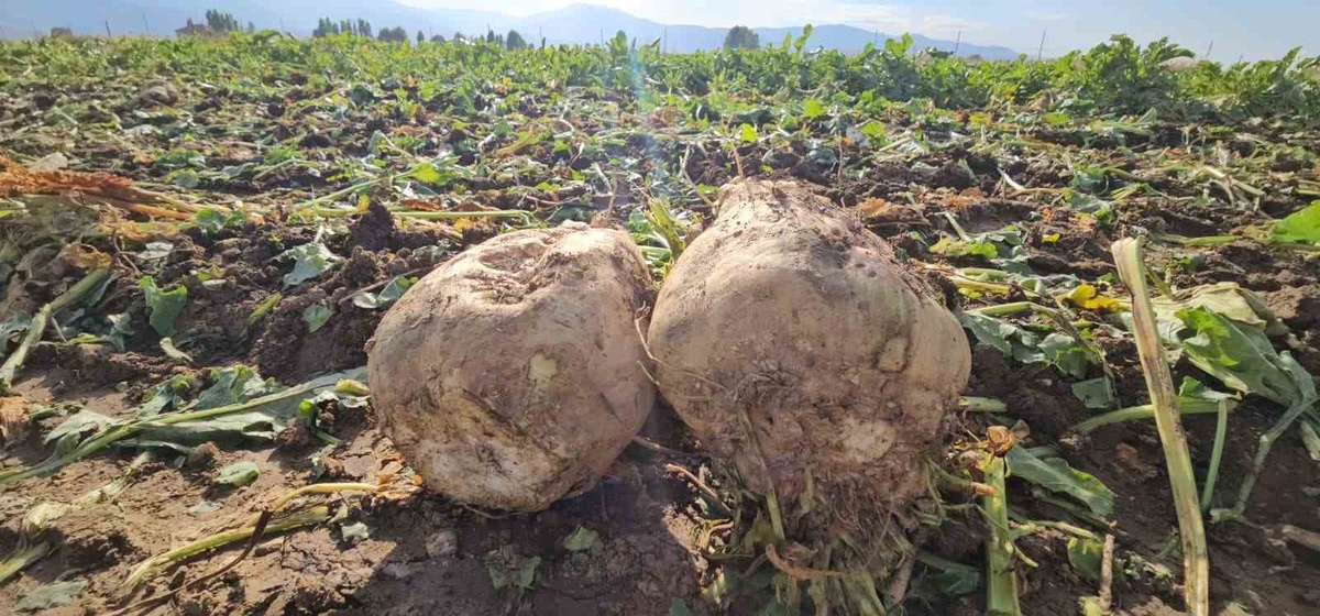 Muş Hasköy'de çiftçi Ballı, 220 dönümlük şeker pancarından 2 bin ton bekliyor