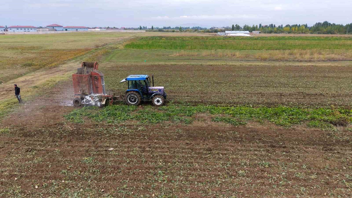 Muş'ta 1600 üretici pancar hasadına başladı, 2 buçuk milyar TL katkı bekleniyor