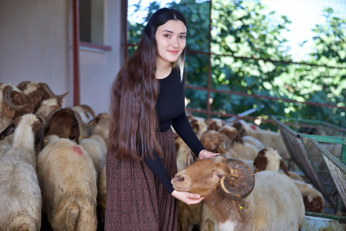 Osmaniye'de Fatma İlçe, Kırsalda Bereket desteğiyle 100 koyunla hayvancılık yapıyor