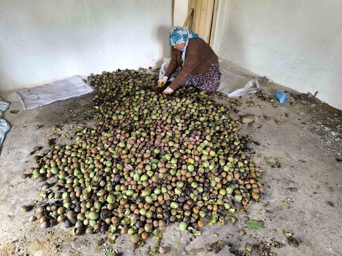 Sason'da ceviz hasadı başladı, kilogramı yaklaşık 400 liradan alıcı buluyor