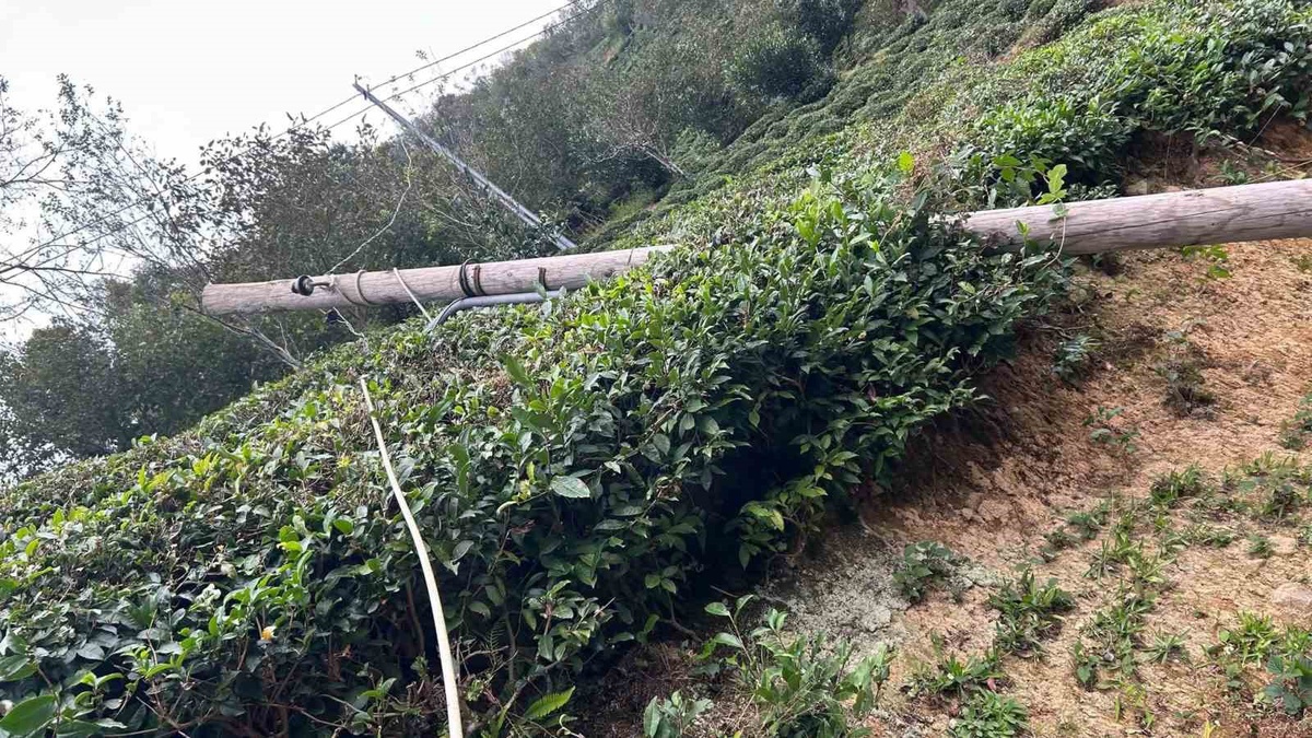 Artvin'de kuvvetli rüzgâr ağaçları devirdi, üç ilçede maddi hasara yol açtı