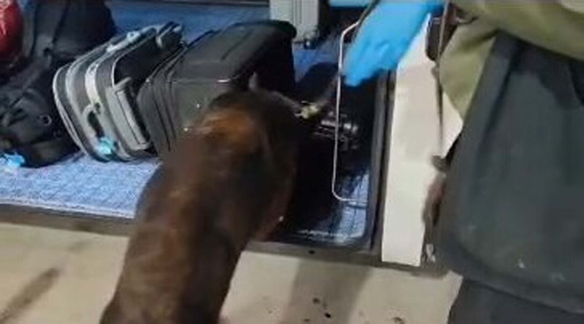 Balıkesir'de 1 kilo 13 gram bonzai hammaddesi ele geçirildi, 1 şüpheli tutuklandı