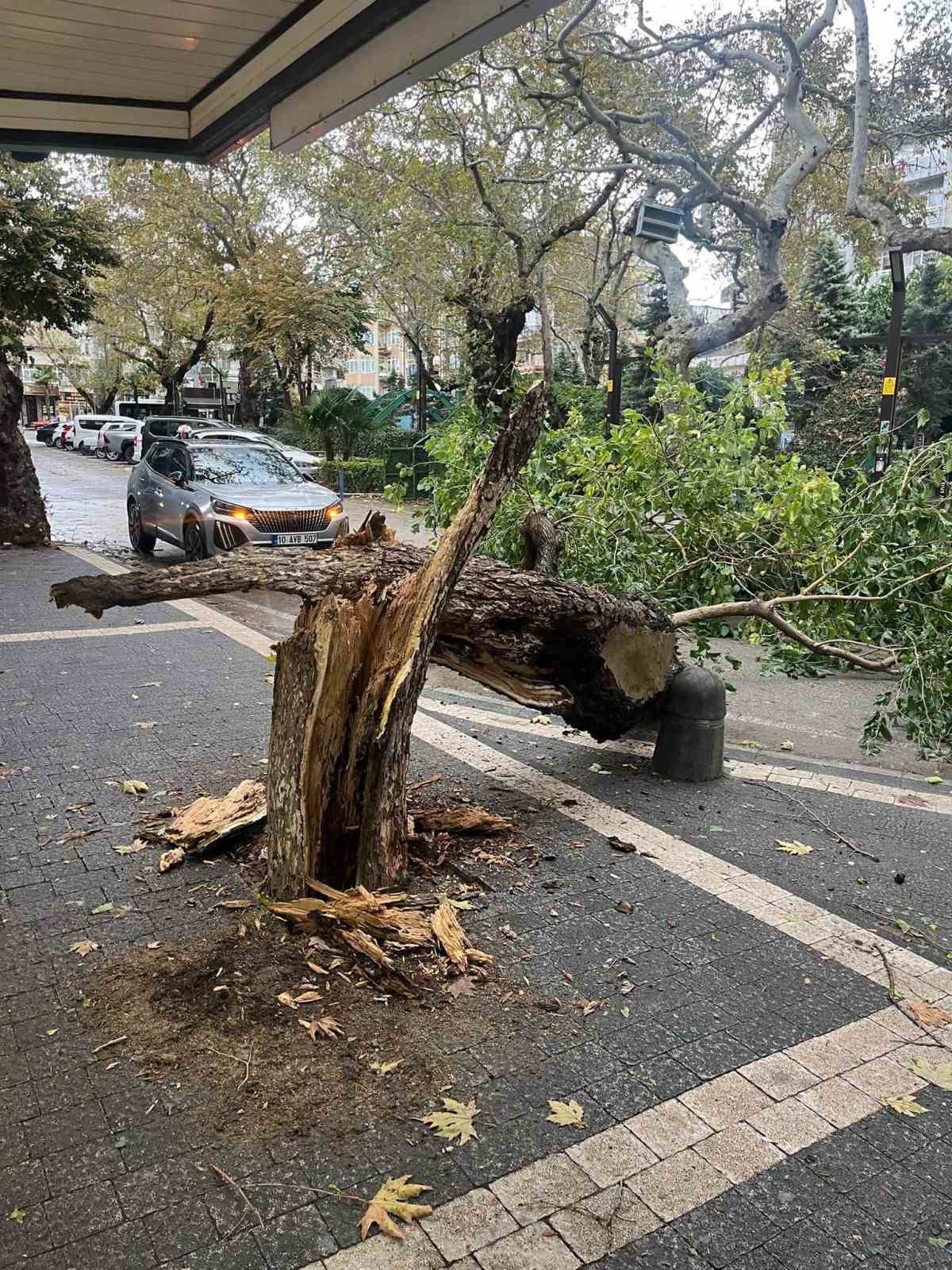 Balıkesir Erdek'te fırtına ağacın gövdesini kırdı, devrilen ağaç yolu kapladı