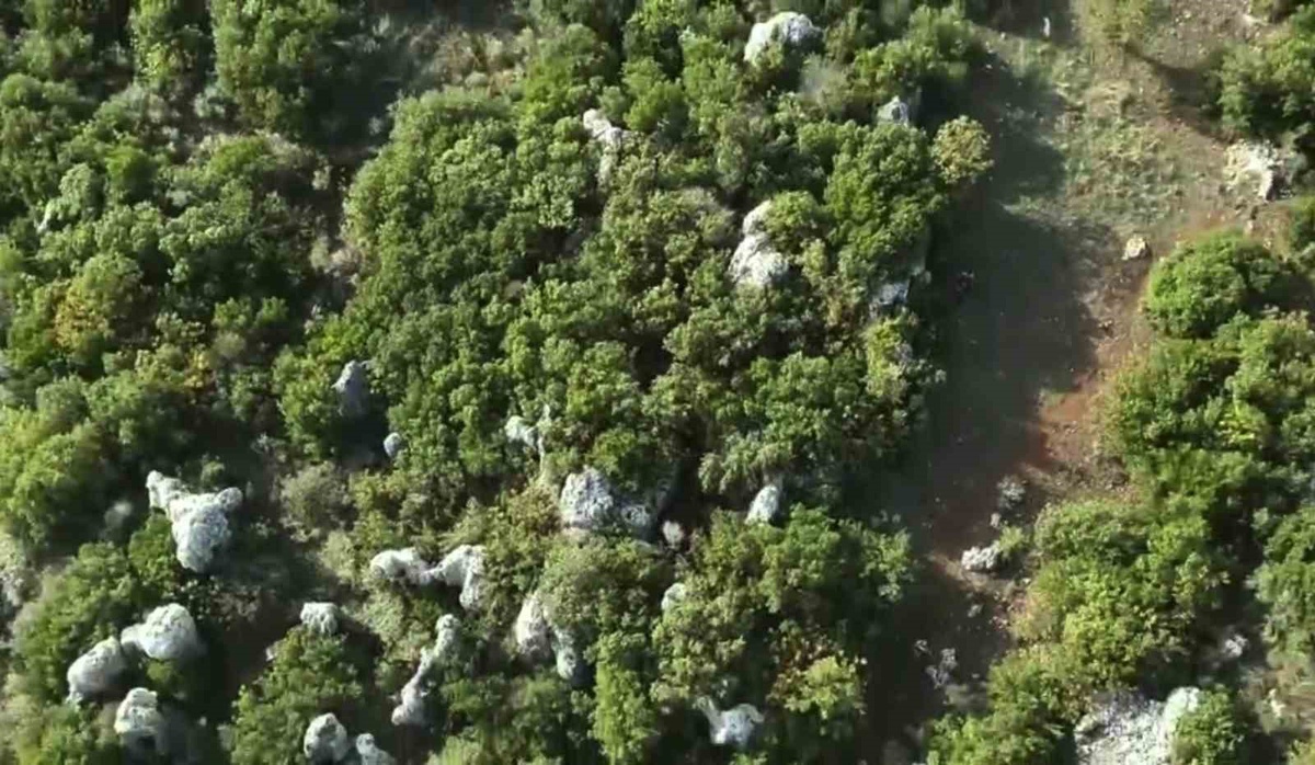 Hatay Altınözü'nde kenevir operasyonunda 56 kök skunk bulundu, şüpheli tutuklandı