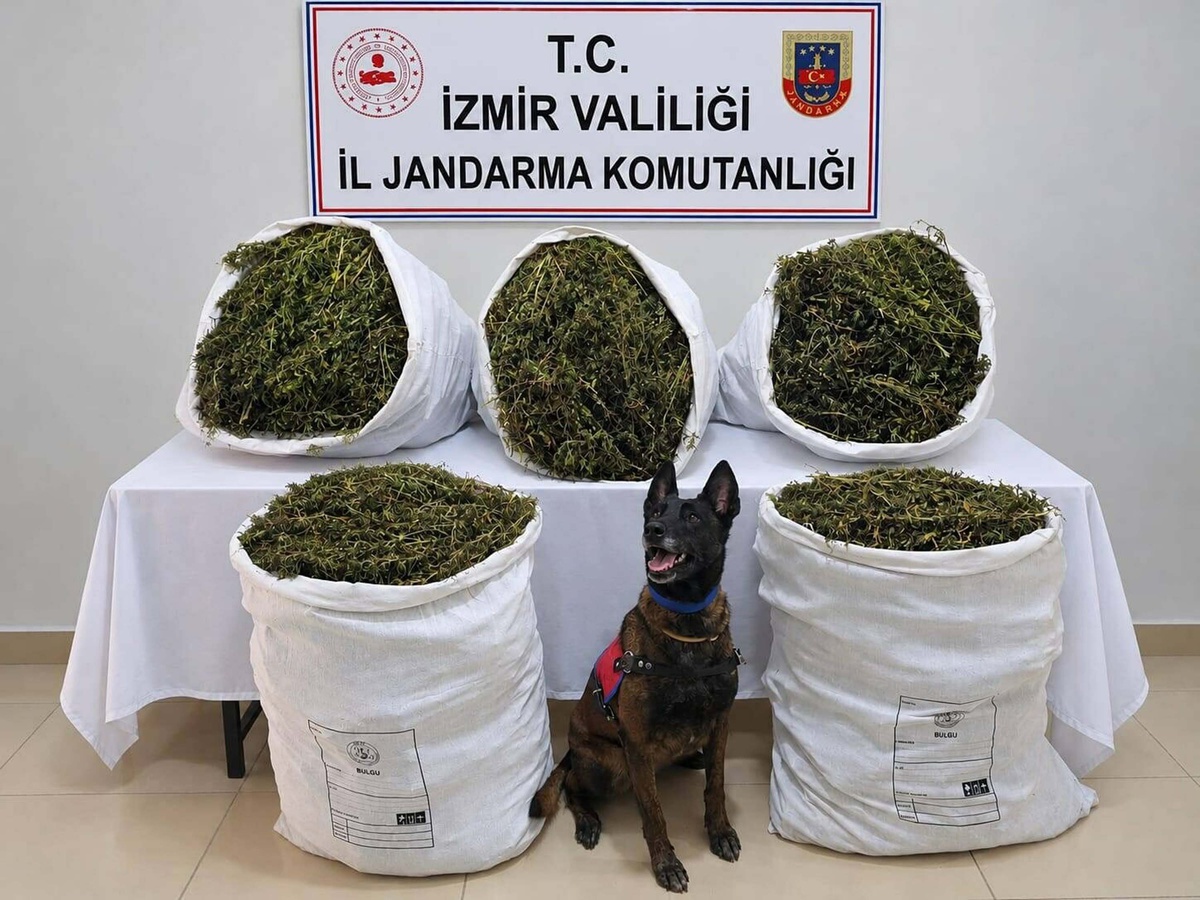 İzmir Tire'de arazide 54 kilo 800 gram kubar esrar bulundu, şüpheliler tutuklandı