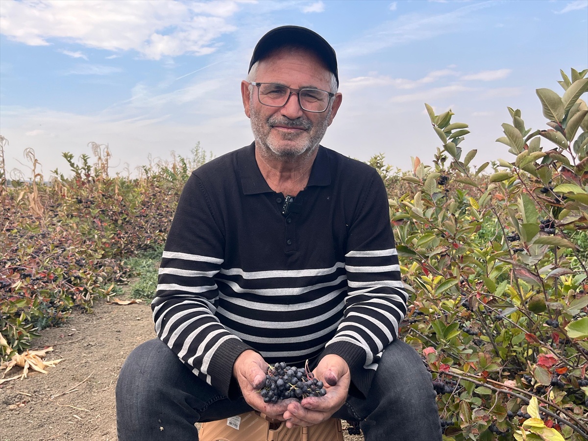 Tekirdağ Hayrabolu'da aronya hasadı başladı, 5 dönümden yaklaşık 2 ton ürün alındı