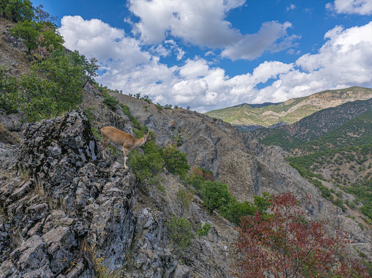 Tunceli'deki Munzur Çayı'nda kırmızı benekli alabalık avlanma yasağı uygulanıyor