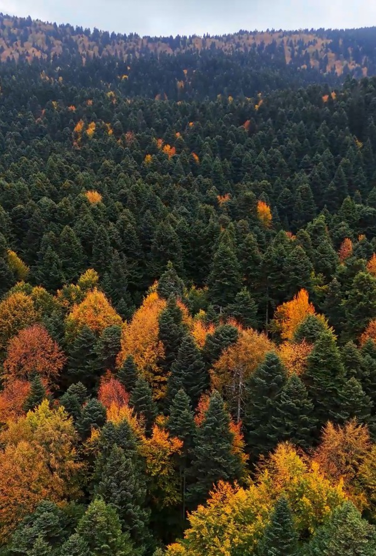 Bolu'da Gölcük Tabiat Parkı çevresinde sonbahar renkleri dronla görüntülendi