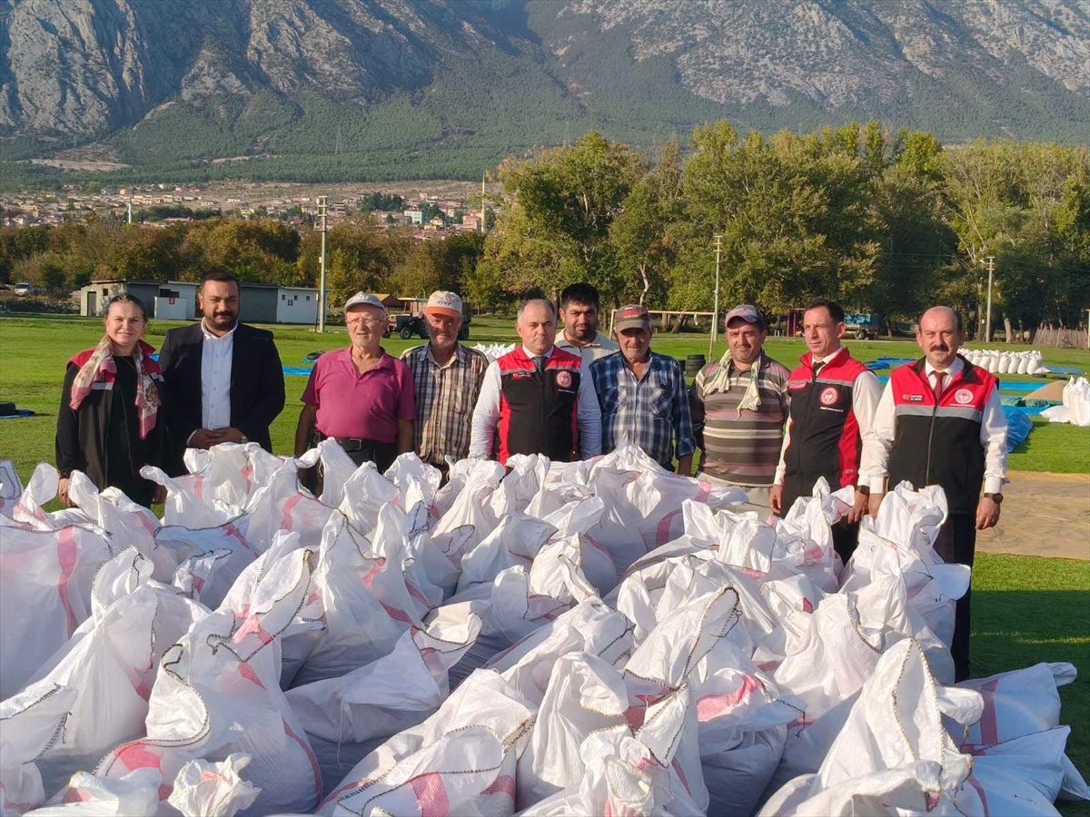 Çorum Tarım ve Orman İl Müdürü Taş, Kargı'da çeltik kurutma alanlarını inceledi
