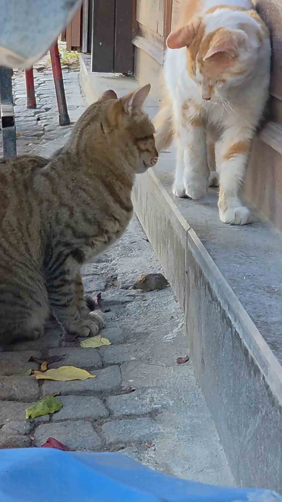 Edirne'de tekir kedi, fareyi diğer kediden korumak için dakikalarca nöbet tuttu