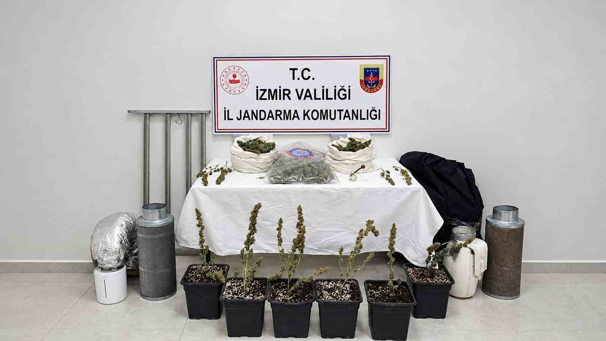 İzmir Karabağlar'da evinde yasa dışı skunk yetiştiren şüpheli gözaltına alındı