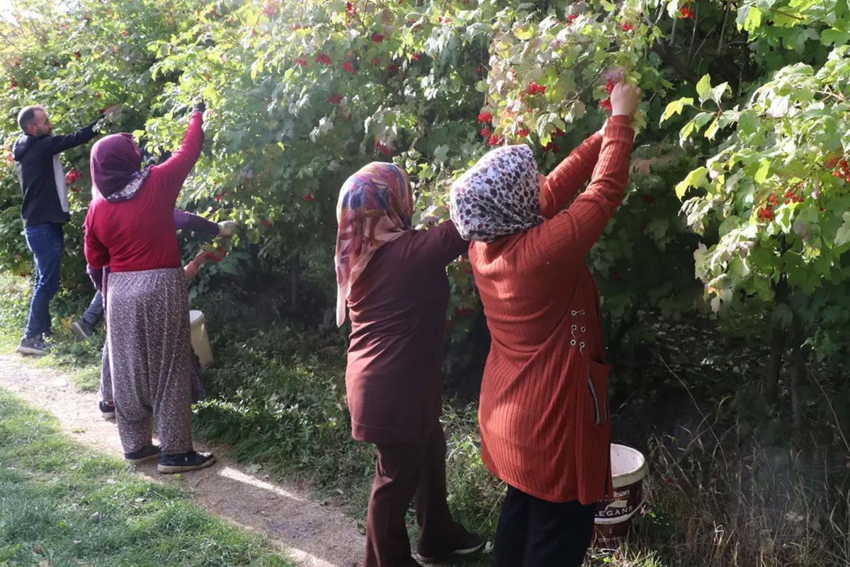 Kayseri'de 'kırmızı altın' gilaburunun hasadı başladı