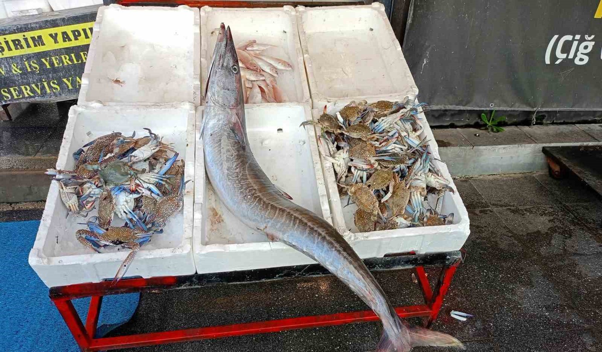 Mersin açıklarında 12 kilogramlık ceylan balığı 5 yıl sonra yakalandı